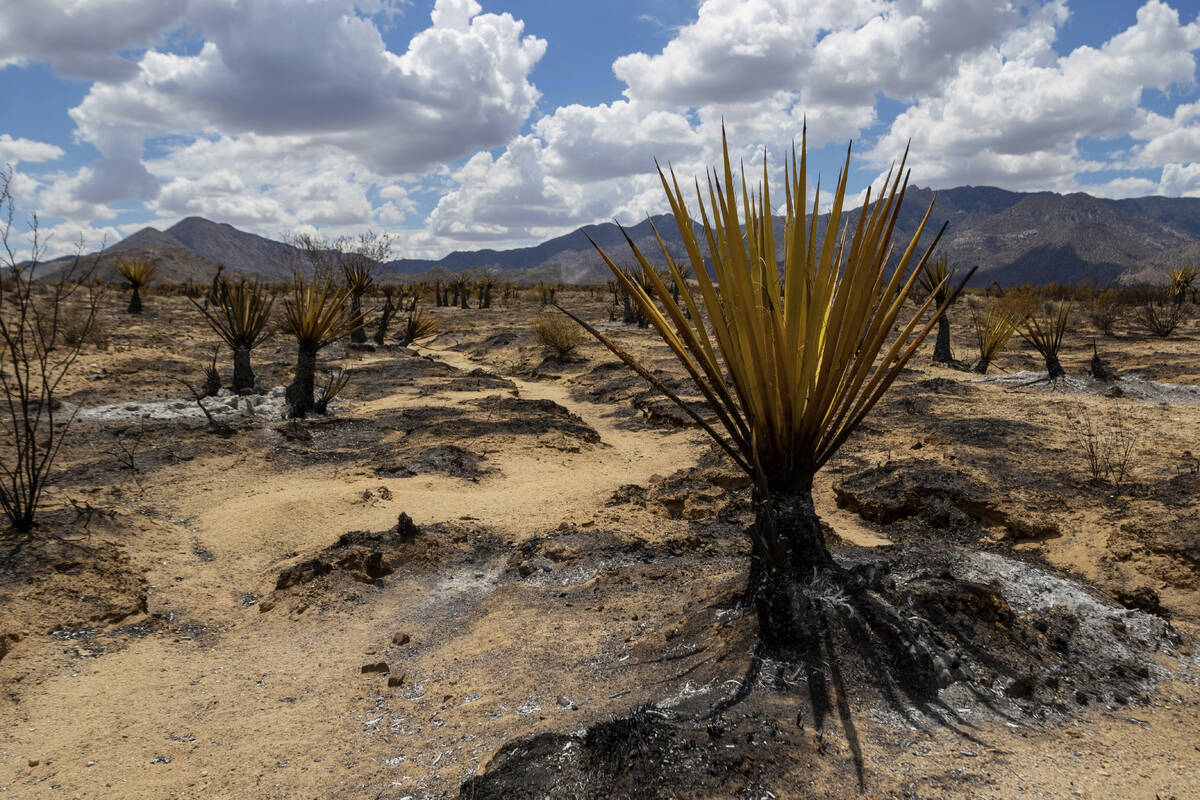 Burned landscape from the York Fire in the Mojave National Preserve is shown on Tuesday, Aug. 1 ...