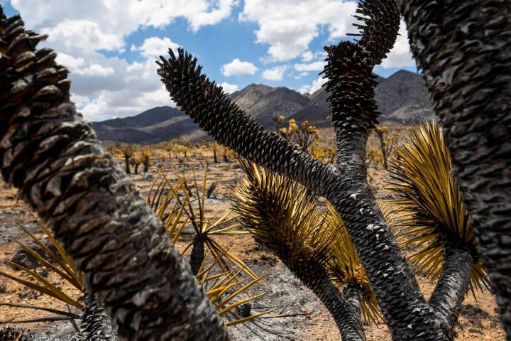 Burned landscape from the York Fire in the Mojave National Preserve on Tuesday, Aug. 1, 2023, i ...