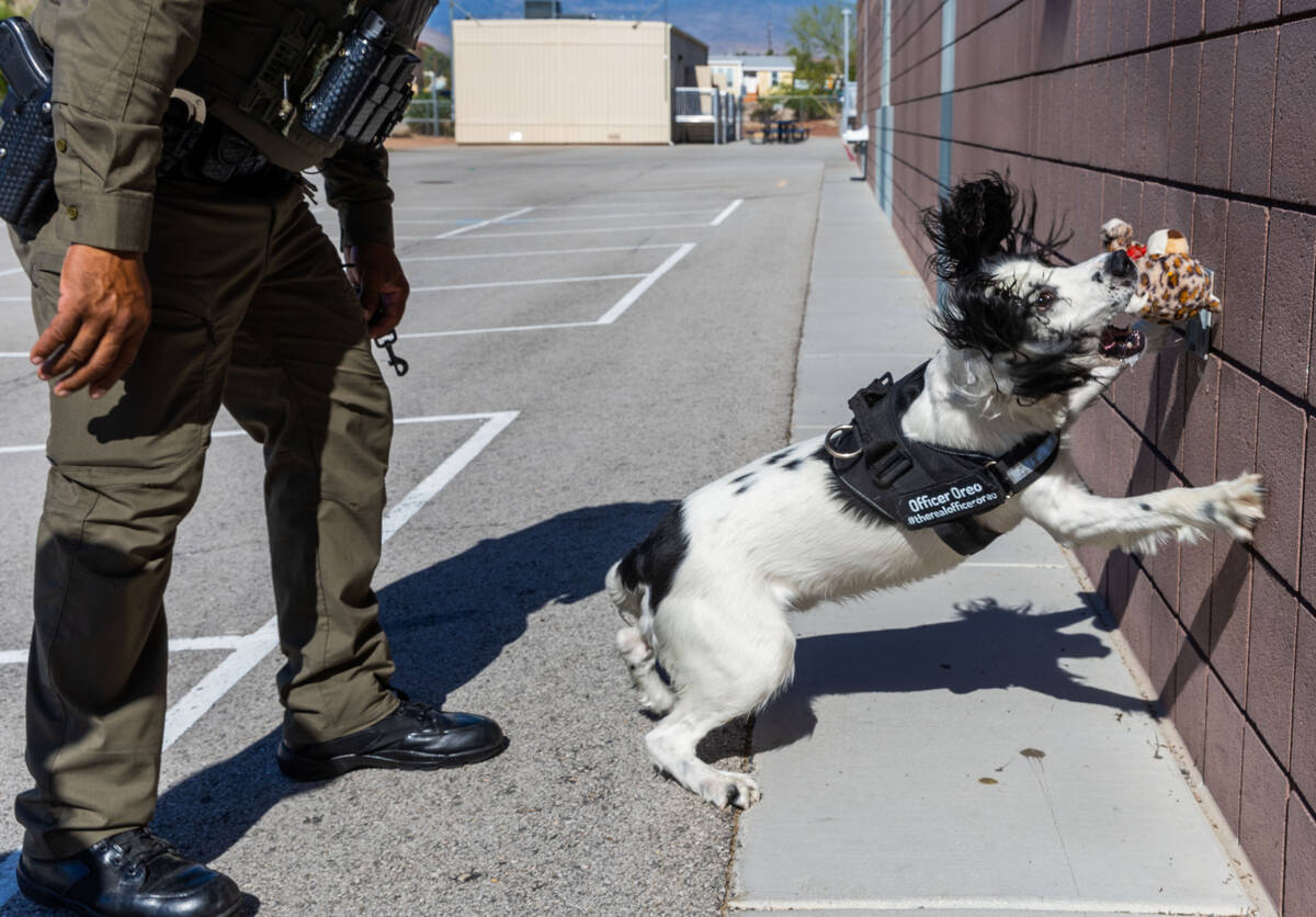 Clark County School District Police Department's K-9 dog Oreo receives his reward from officer ...