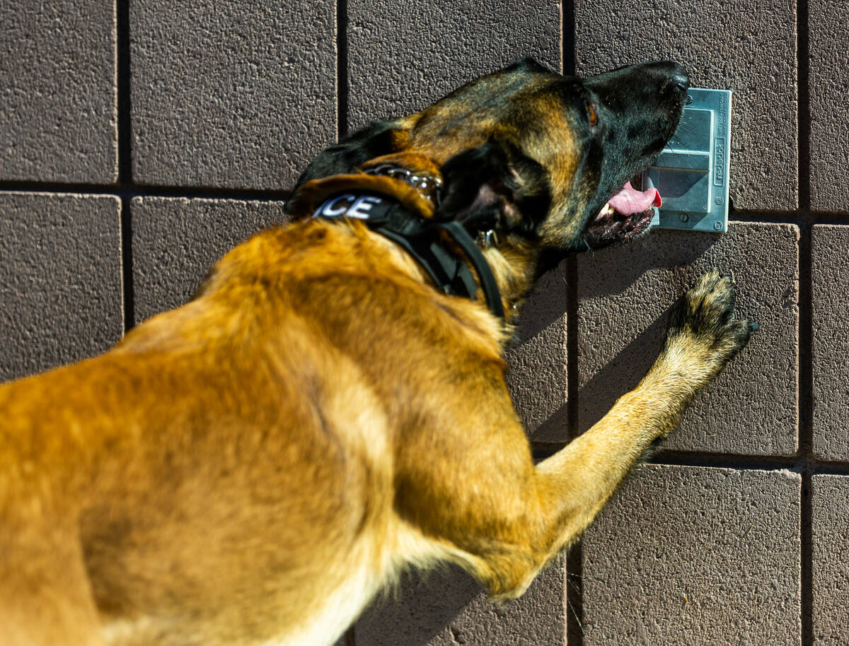 Clark County School District Police Department's K-9 dog Ace signals he has found a hidden item ...