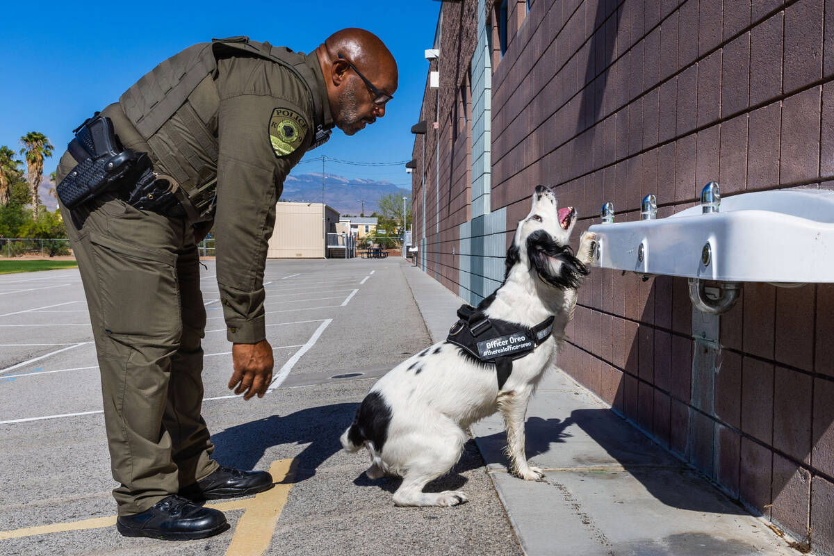 Clark County School District Police Department's K-9 dog Oreo signals he has found a hidden ite ...
