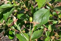 This sour cherry was too green or immature to develop a seed that would be alive. Use fully mat ...