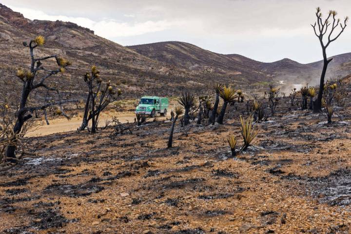 A grass rig navigates along the thousands of yuccas and Joshua trees burnt about the desert as ...