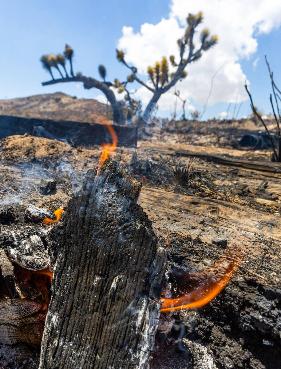 Spot fires linger among burnt yuccas and Joshua trees as firefighters work to contain the York ...