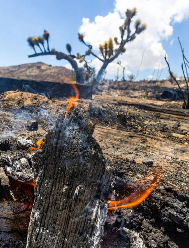 Spot fires are all that remain as thousands of yuccas and Joshua trees burned by the York Fire ...