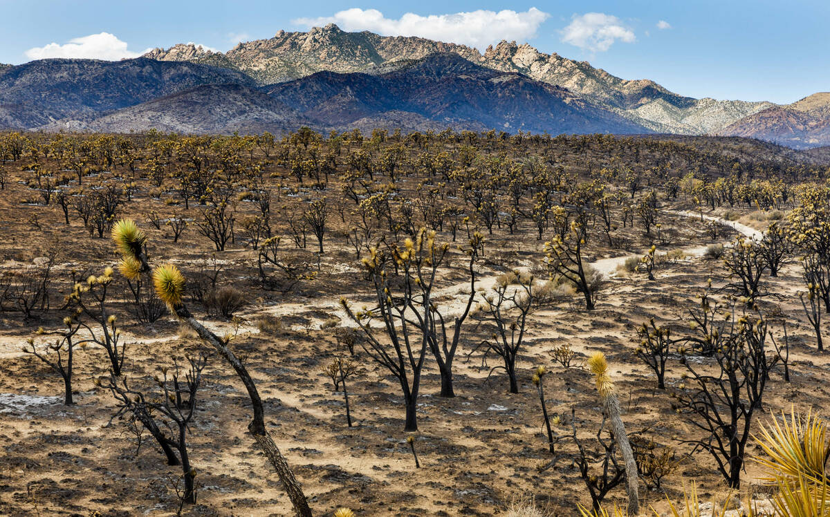 Thousands of yuccas and Joshua trees are burned by the York Fire along Ivanpah Road within the ...