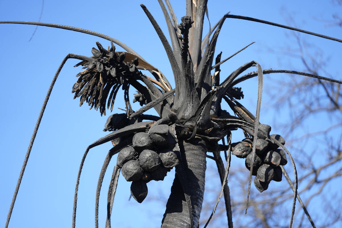 A burnt coconut tree is seen, Saturday, Aug. 12, 2023, in Lahaina, Hawaii. (AP Photo/Rick Bowmer)