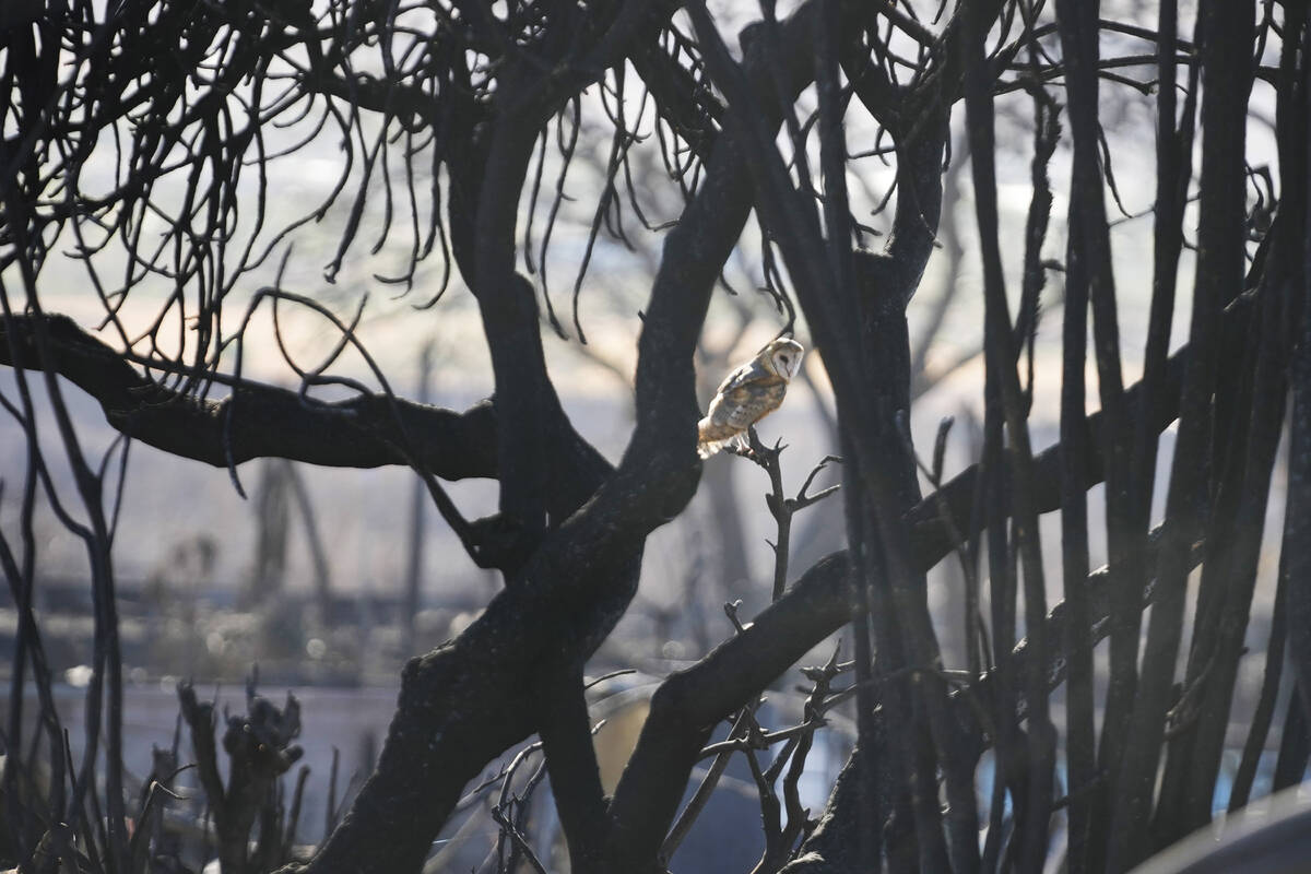 An owl sits in a burnt tree, Saturday, Aug. 12, 2023, in Lahaina, Hawaii. (AP Photo/Rick Bowmer)