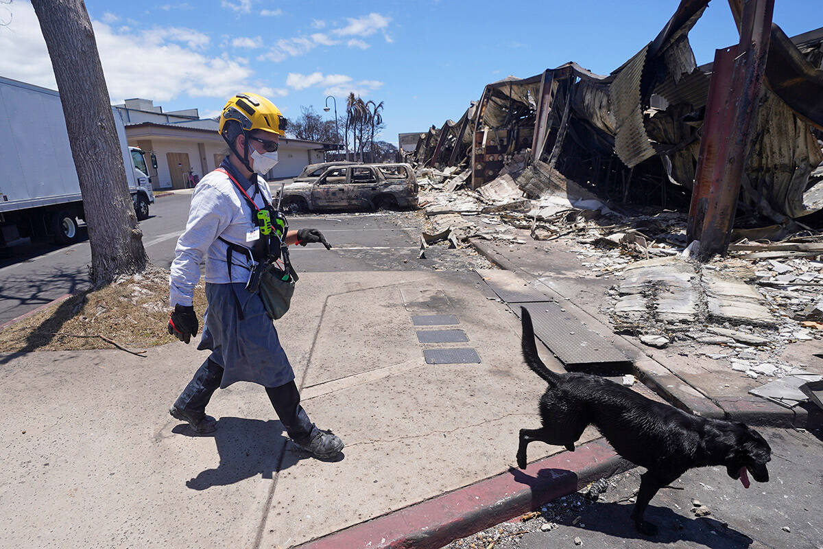 A member of the search and rescue team walks with her cadaver dog near Front Street on Saturday ...