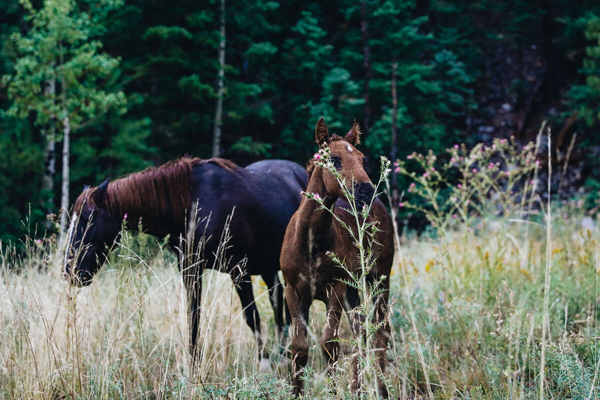 Wild horses feast on plants in a field during a rainstorm at Mount Charleston on Sunday, Aug. 2 ...