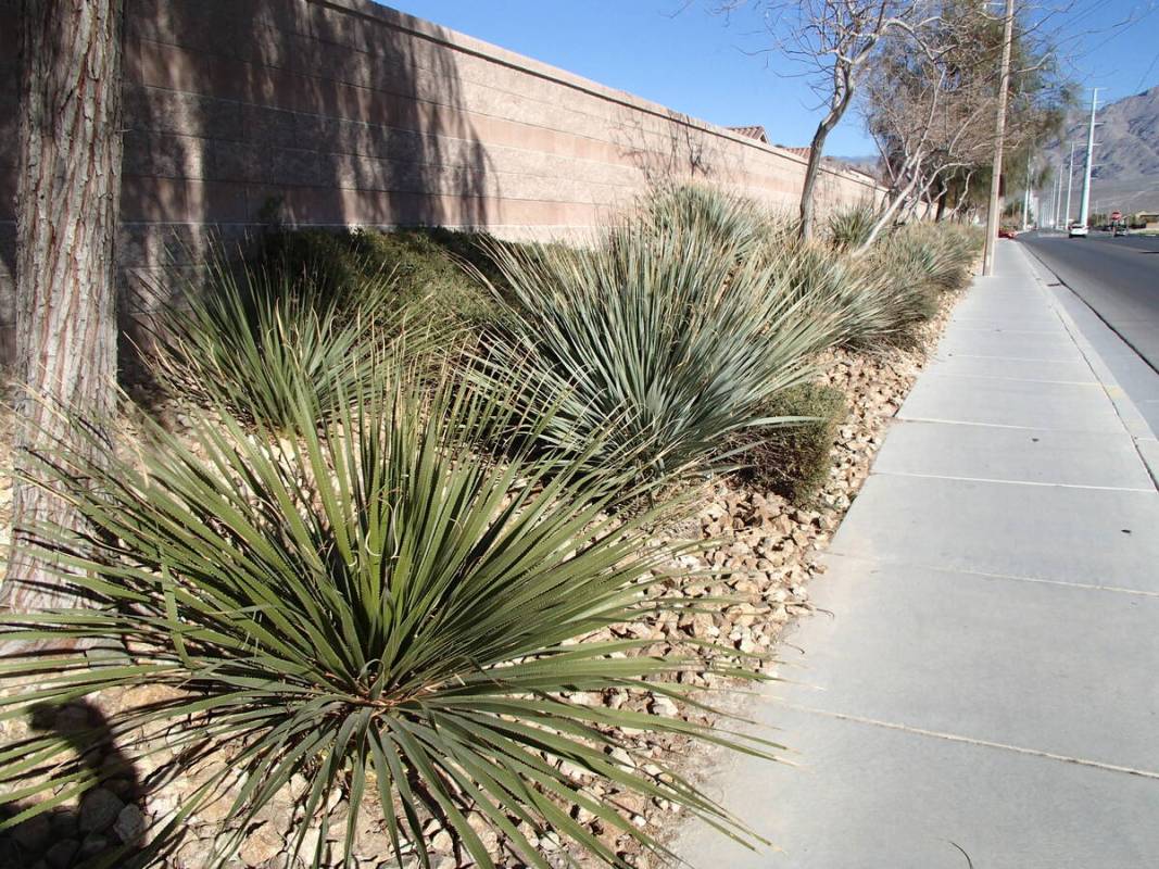 Desert spoon is a plant native mostly to the Chihuahuan Desert of the Southwestern U.S. It will ...