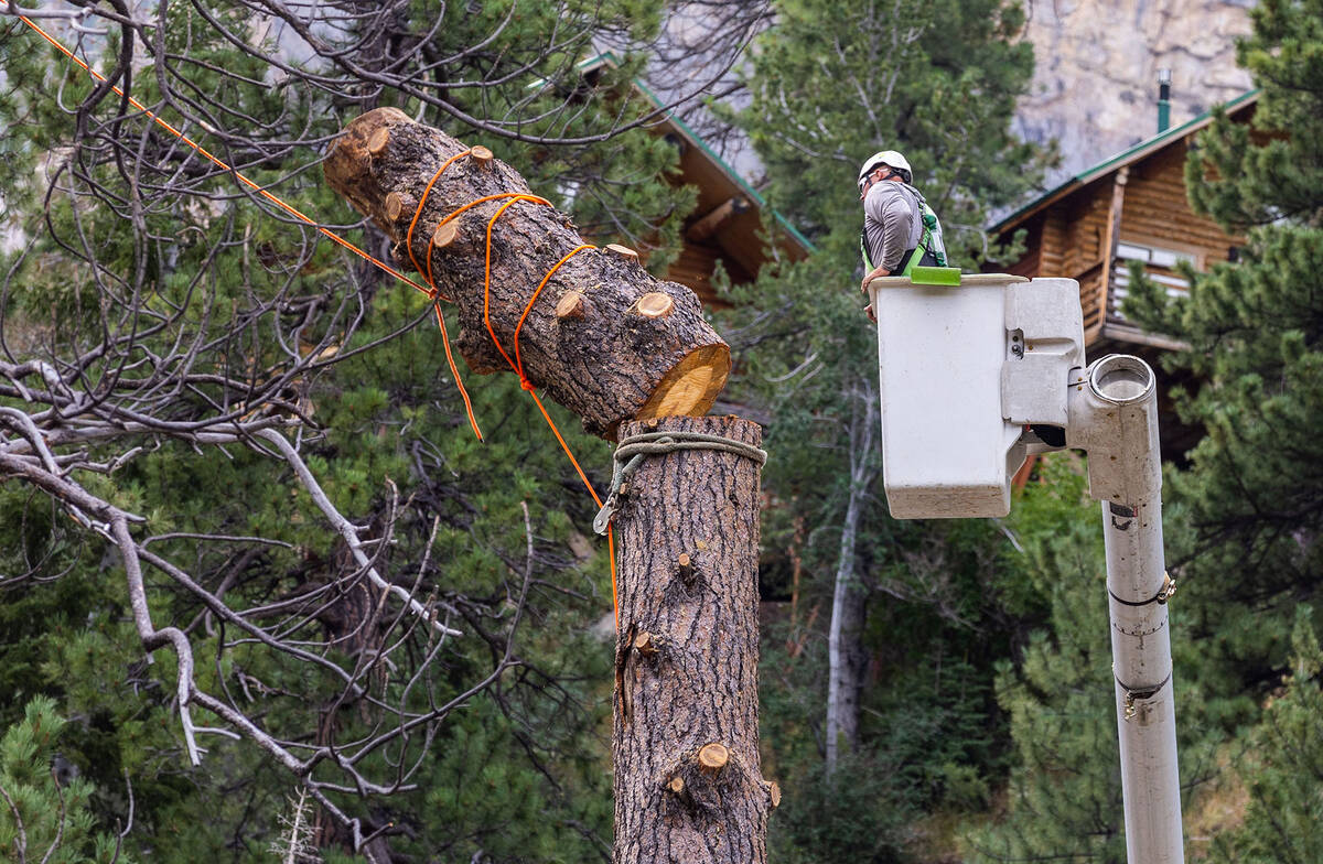 Damaged trees are being removed by crews in Old Town as cleanup from the extensive damage of tr ...