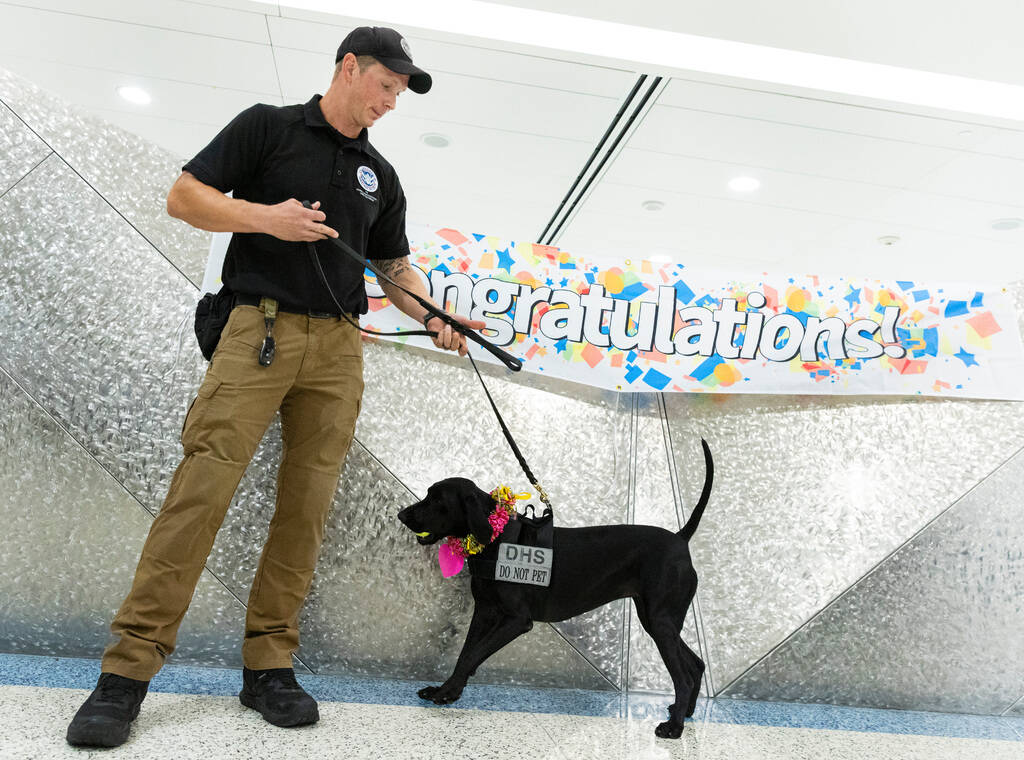 Dina, a Transportation Security Administration explosive detection K-9 and the winner of the TS ...