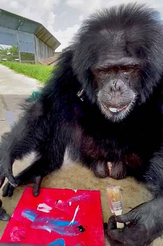 The chimpanzee Dylan in shown painting at the Save The Chimps sanctuary in Fort Pierce, Fla. Th ...