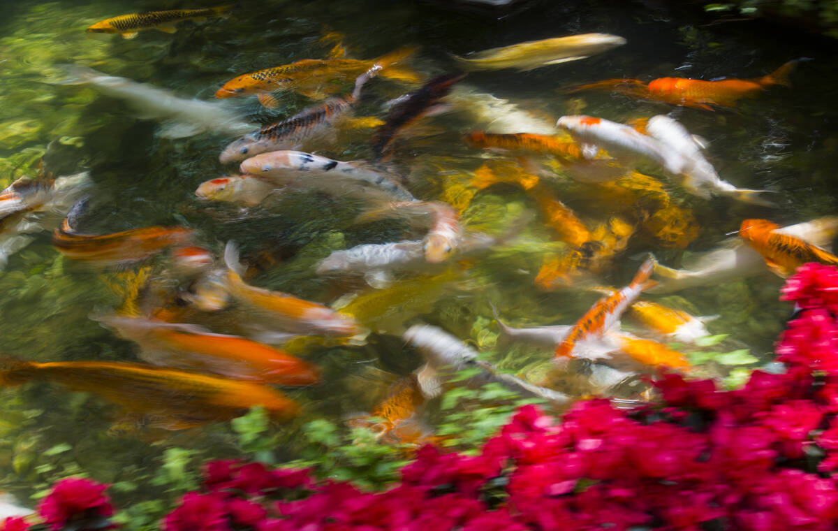 Koi fish swim in a pond at the botanical gardens at Bellagio in Las Vegas in 2019. (Chase Steve ...