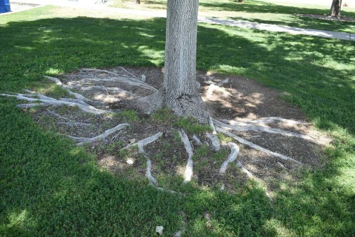 This ash tree was planted in grass and has lots of surface roots because the trees are mixed wi ...