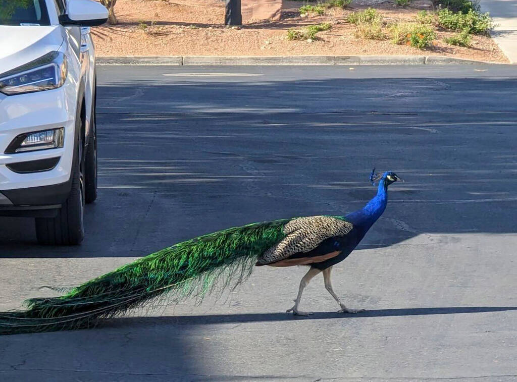 This undated photo provided by Felicity Carter shows Pete, a peacock that was killed with a hun ...