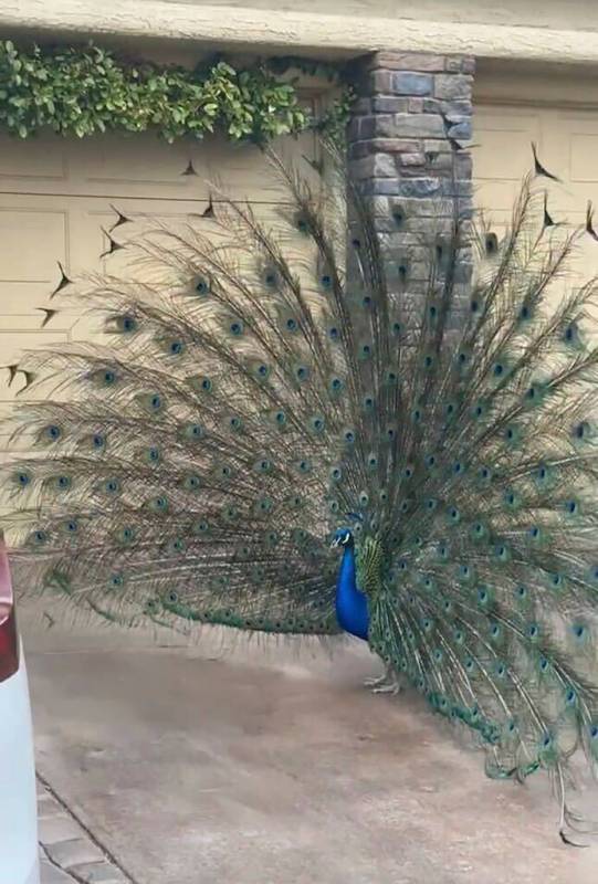 This undated photo provided by Felicity Carter shows Pete, a peacock that was killed with a hun ...