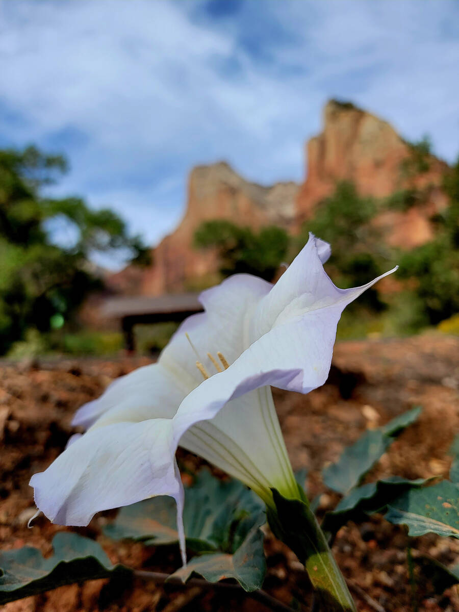 Sacred datura blooming in the shadow of Court of the Patriarchs in Zion National Park. (Natalie ...
