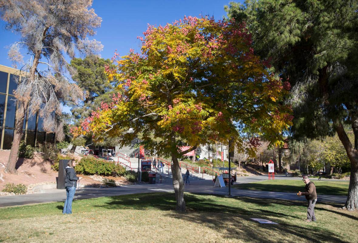 Andi Porreca, left, with the Nevada Division of Forestry, and Paul Dzerk, UNLV campus arborist, ...