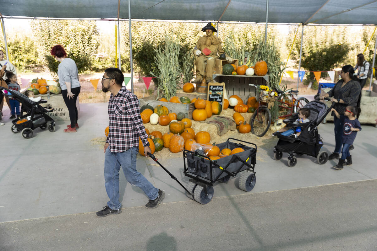 People visit Gilcrease Orchard in Las Vegas, Thursday, Oct. 20, 2022. (Las Vegas Review-Journal)