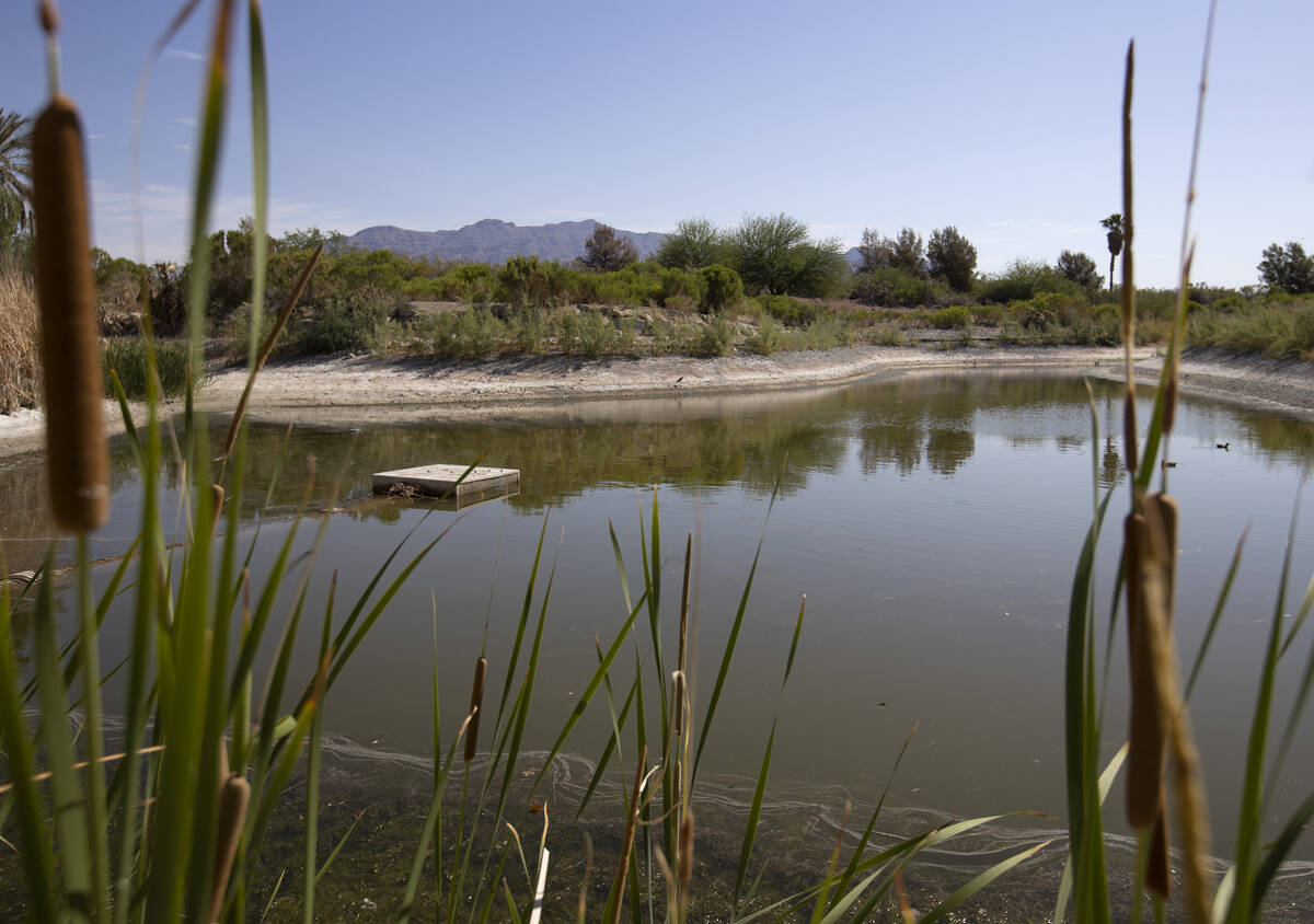 Water levels have shrunk in one of the man-made lakes at Silverstone Golf Club on Tuesday, June ...