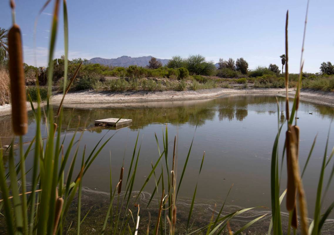 Water levels have shrunk in one of the man-made lakes at Silverstone Golf Club on Tuesday, June ...