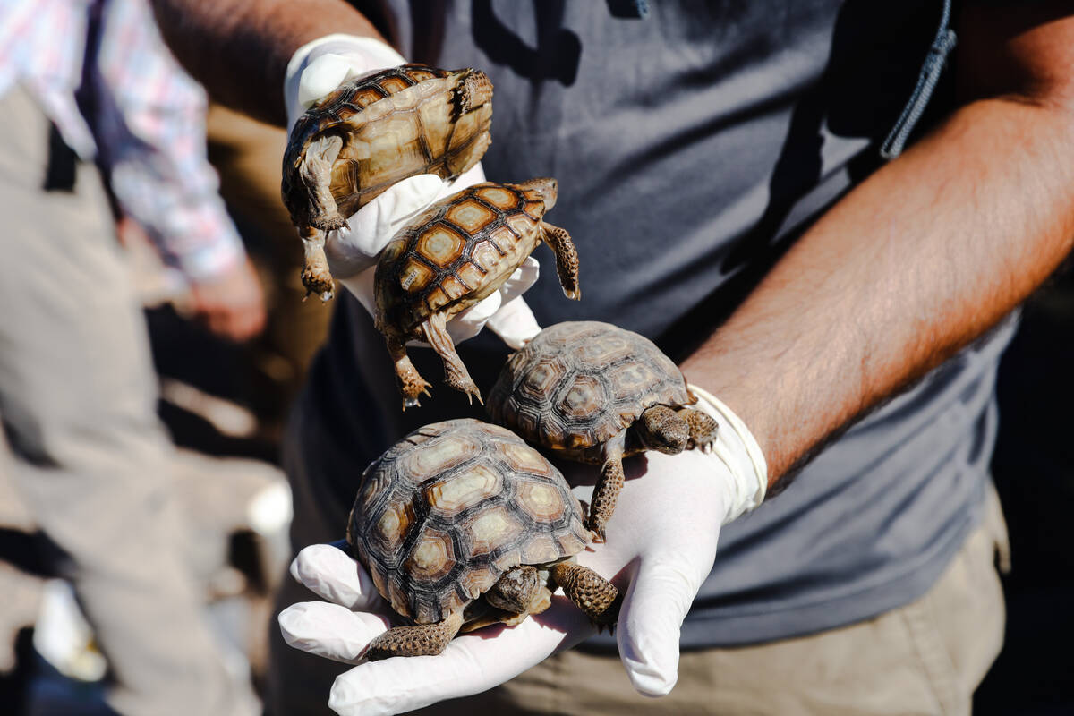 Volunteer Joe Casalino holds desert tortoises that will be released into the wild in the desert ...