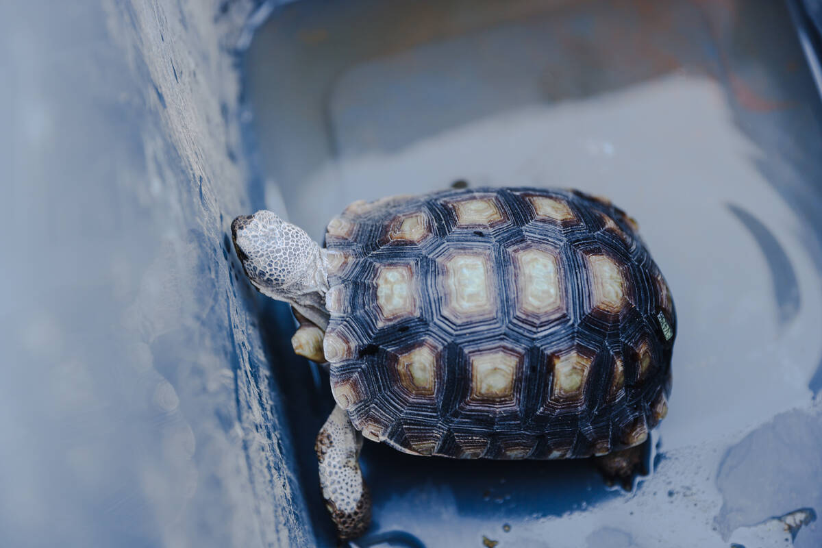 A desert tortoise that will be released into the wild in the desert in Boulder City on Wednesda ...