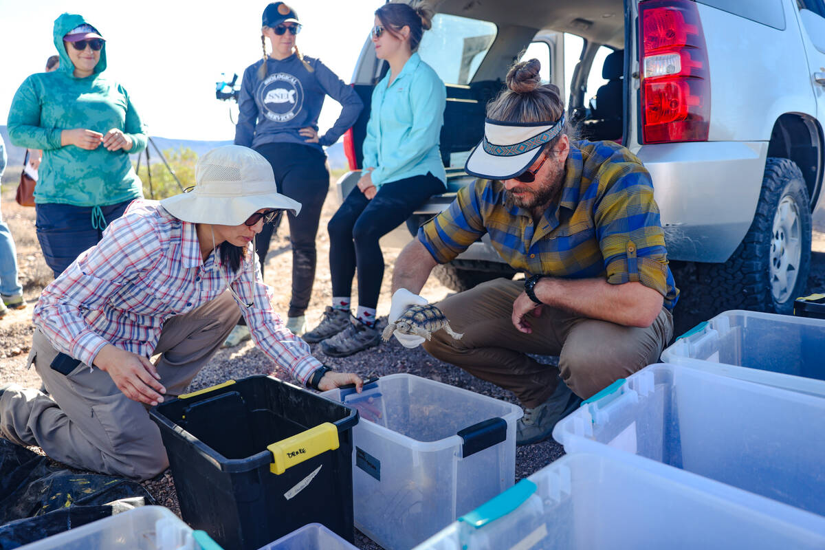 Volunteer Mitchell Gresock holds a desert tortoise that will be released into the wild in the d ...