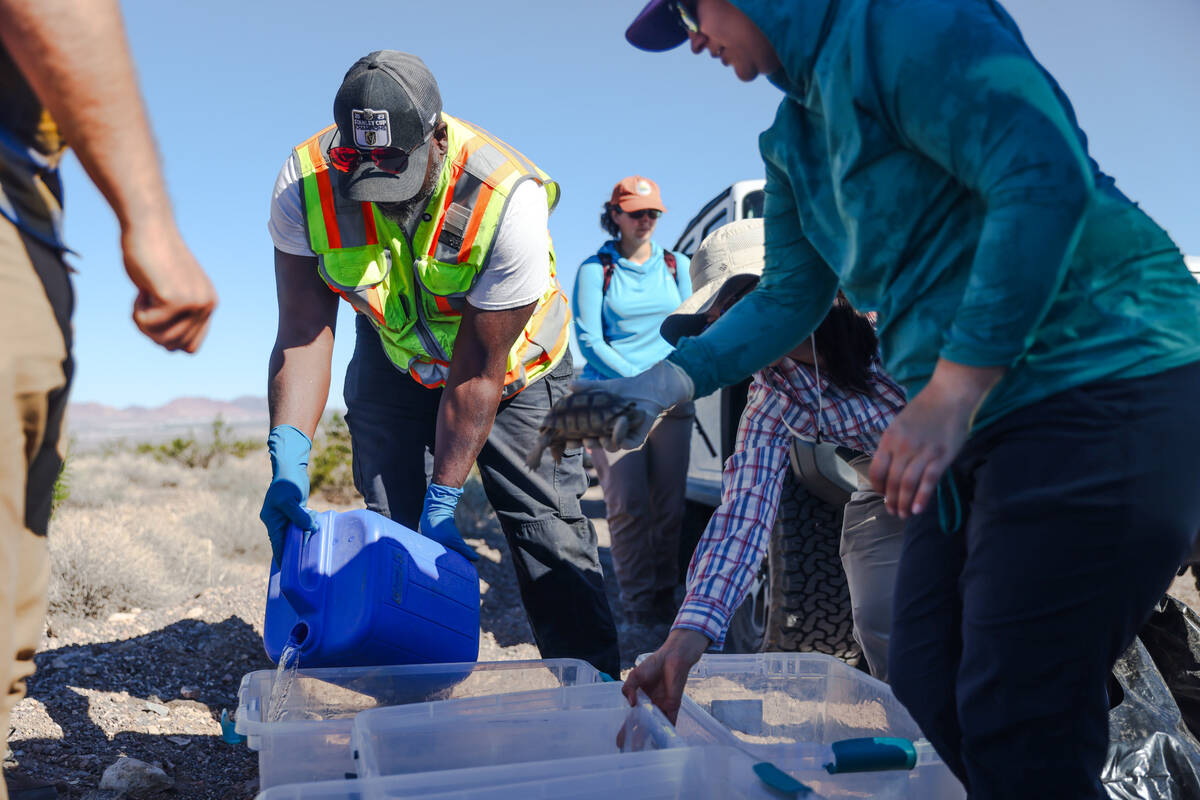 Volunteer Robert Smith pours water into containers holding desert tortoises to allow them one f ...