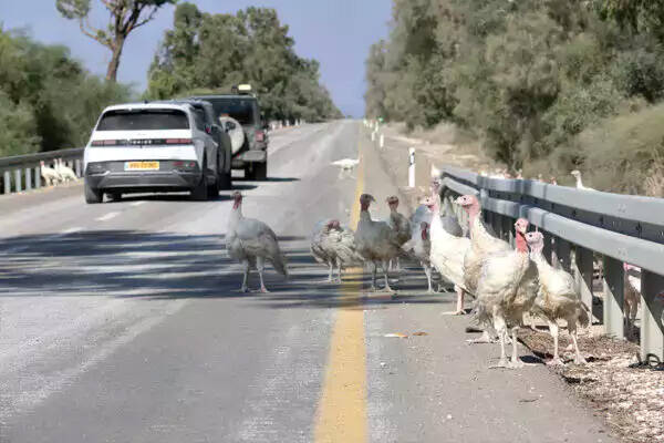 Turkeys that fled coops during the Oct. 7, 2023, Hamas terrorist attack wander along the roads. ...