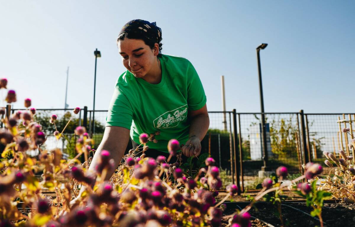 Anna Richey tends to one of the garden beds at Pumpkin Park on Thursday, Oct. 26, 2023, in Hend ...