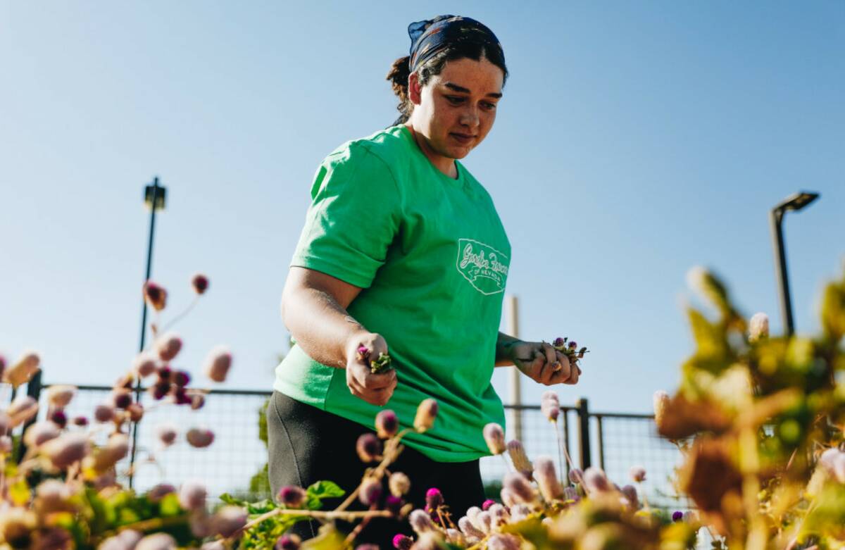 Anna Richey tends to one of the garden beds at Pumpkin Park on Thursday, Oct. 26, 2023, in Hend ...