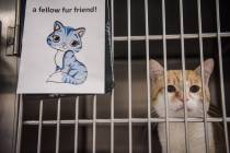 A cat available for adoption at Henderson Animal Care and Control Facility in 2017 in Henderson ...