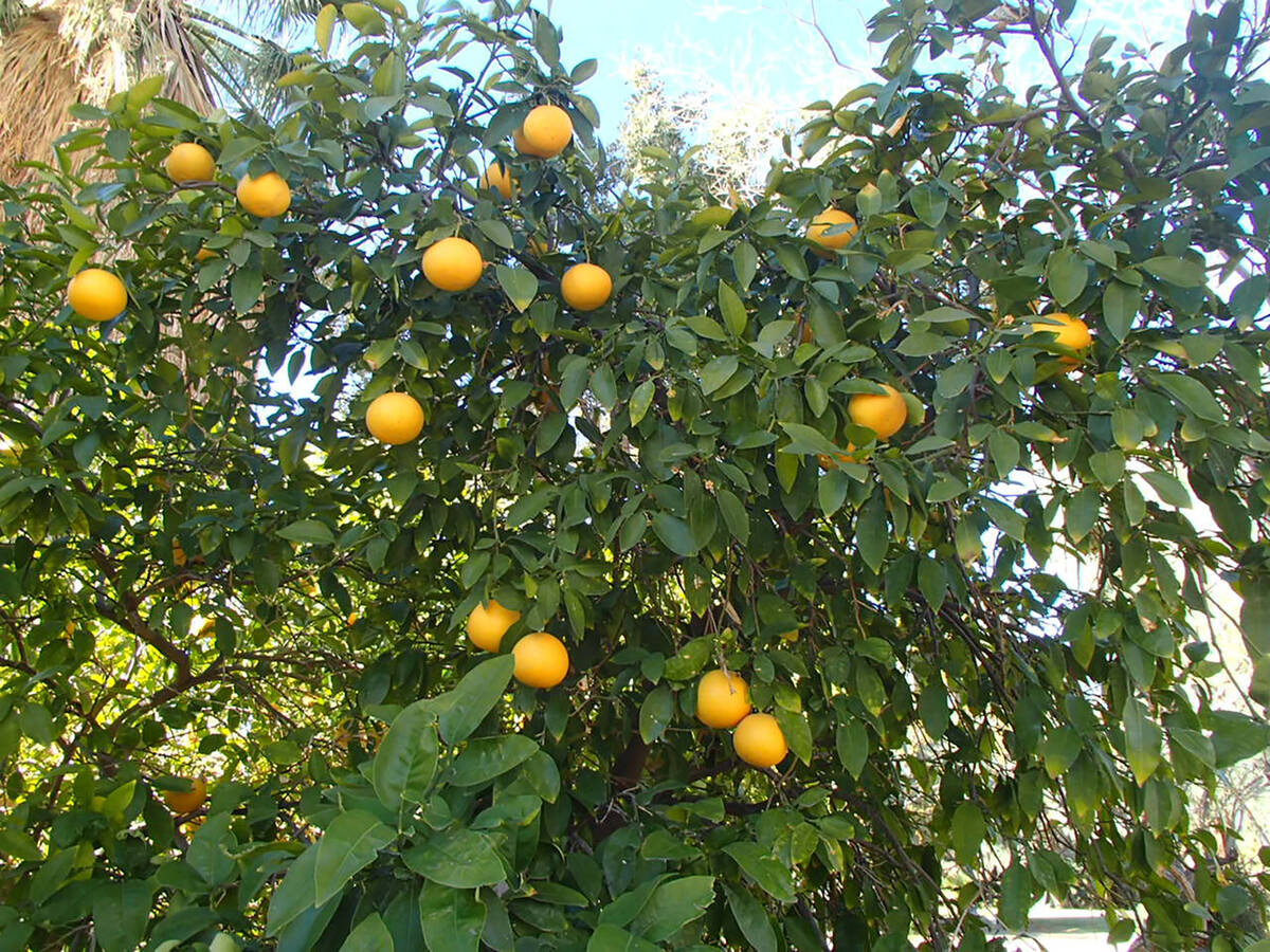 Citrus trees don't need much pruning. After three to five years, forcing it to grow into a tree ...
