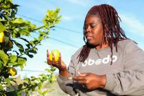 Tameka Henry, executive director of the Obodo Collective, harvests some of the different fruits ...