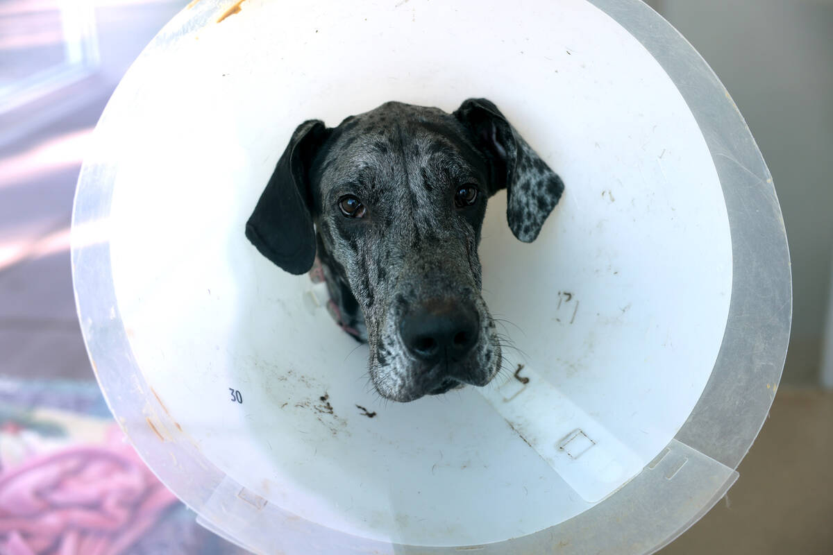 Stallion waits for adoption at the Animal Foundation in Las Vegas Friday, Dec. 1, 2023. The she ...