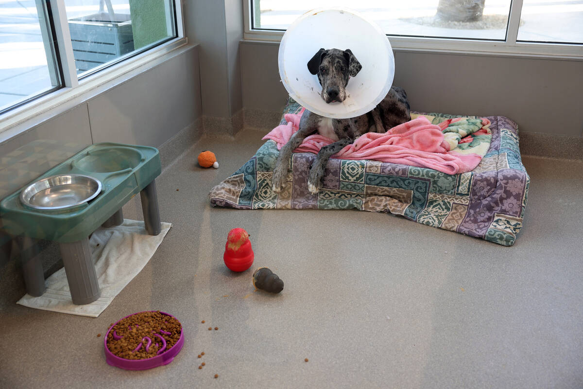 Stallion waits for adoption at the Animal Foundation in Las Vegas Friday, Dec. 1, 2023. The she ...