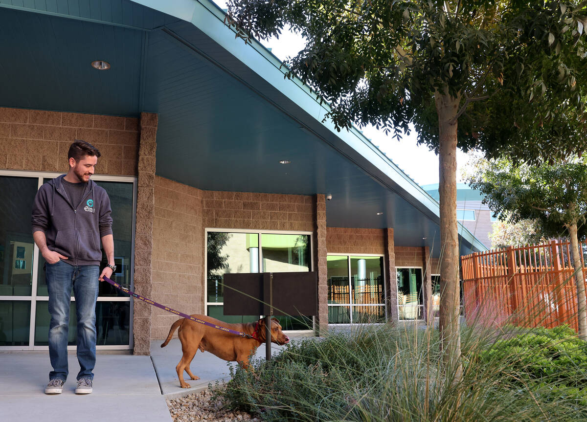 Hashbrown checks his messages while on a walk with the Animal Foundation Marketing and Communic ...