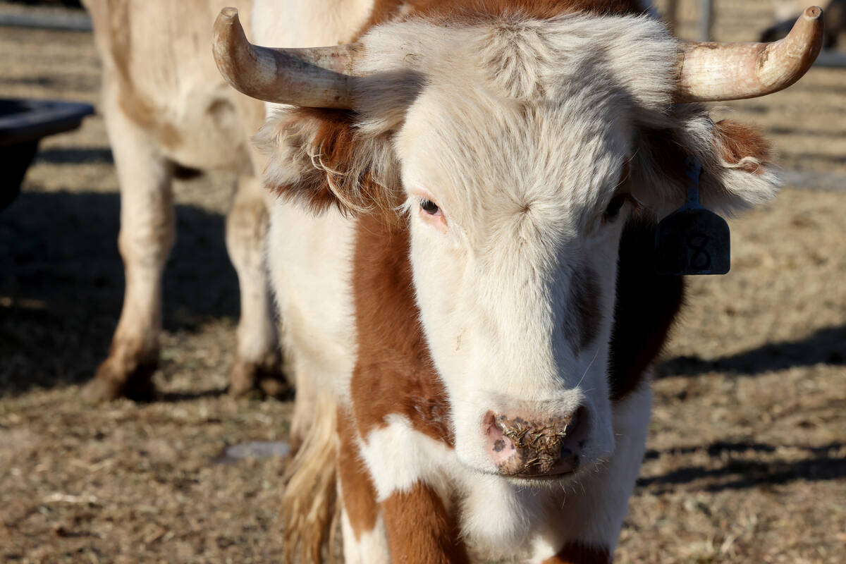 Steer athletes rest in the temporary home for National Finals Rodeo livestock at the intramural ...