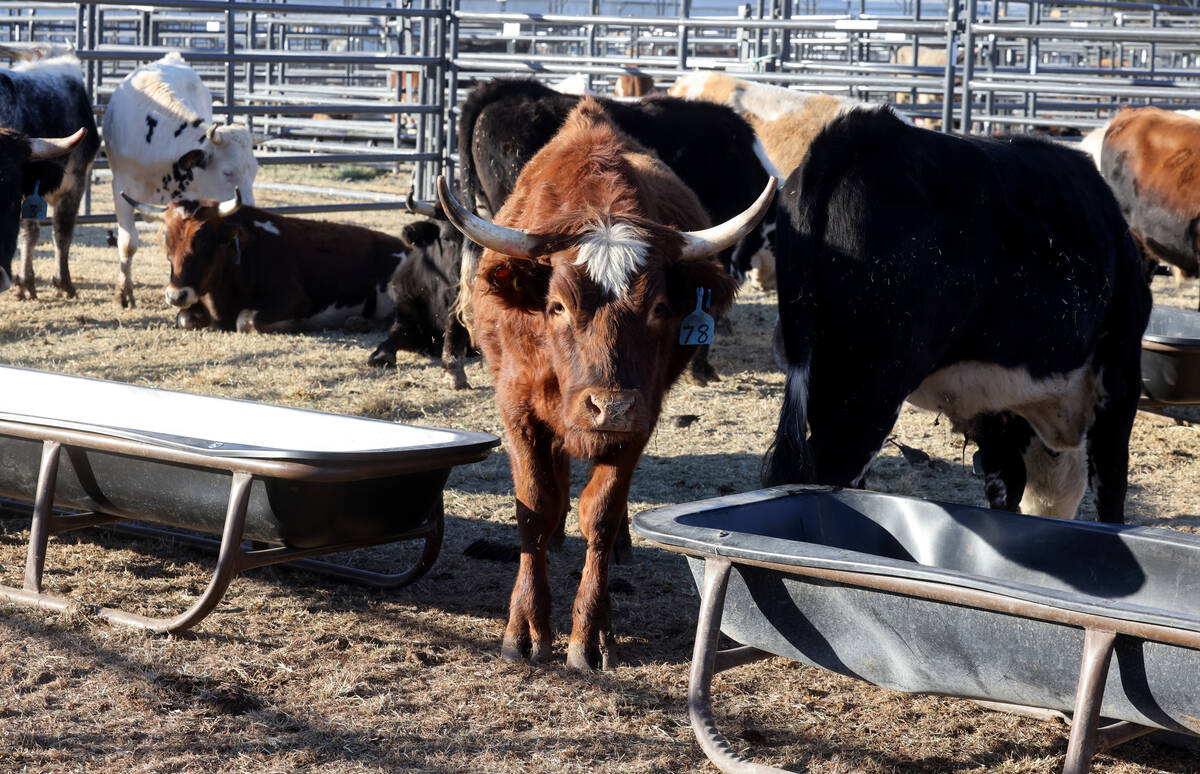 Steer athletes rest in the temporary home for National Finals Rodeo livestock at the intramural ...