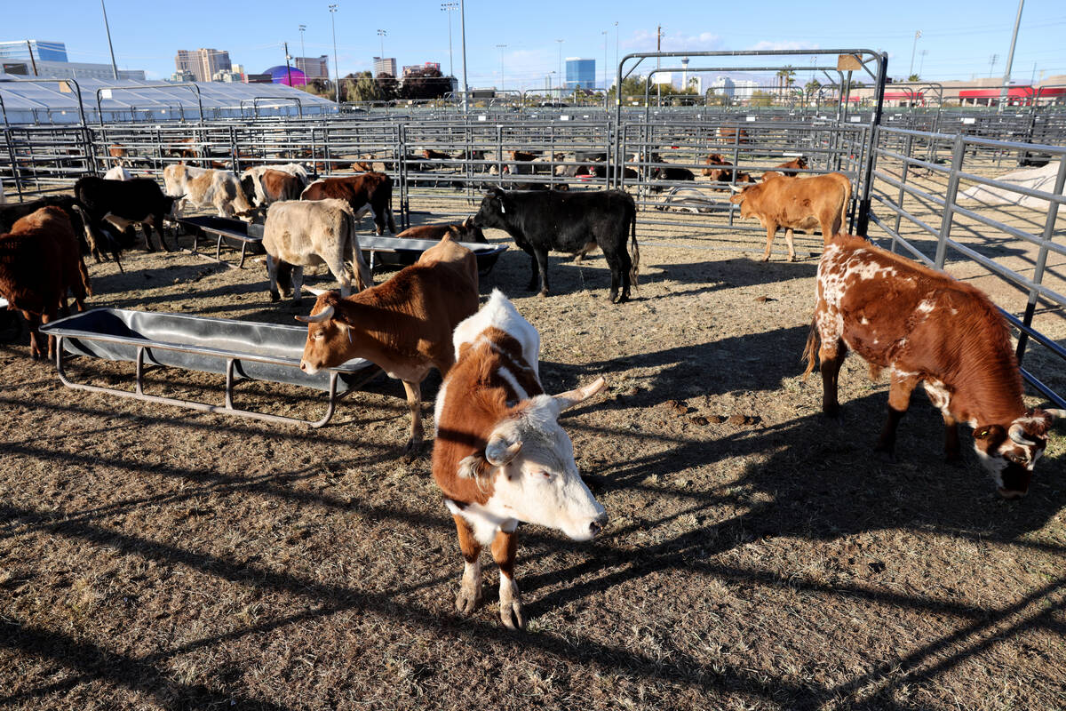 Steer athletes rest in the temporary home for National Finals Rodeo livestock at the intramural ...