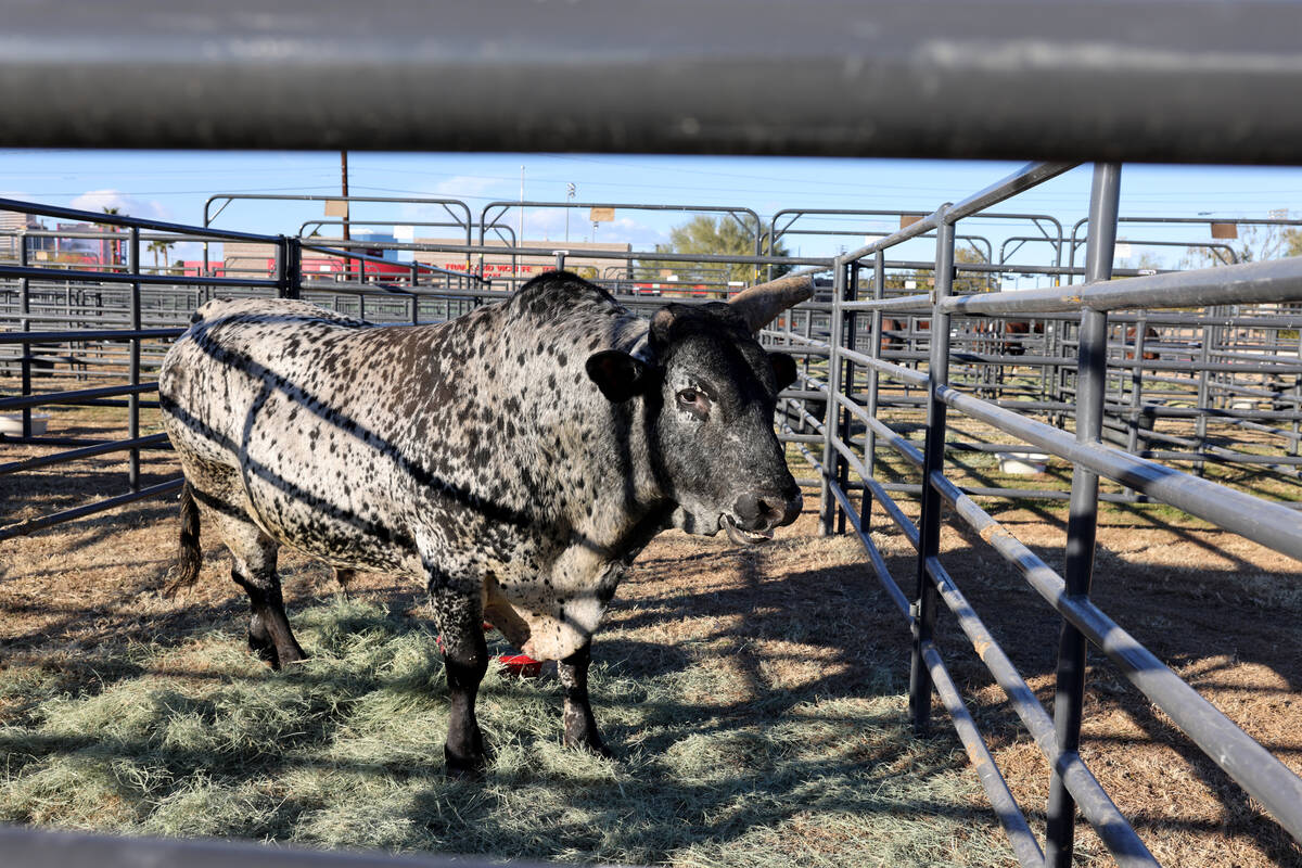 A bull athlete rests in the temporary home for National Finals Rodeo livestock at the intramura ...