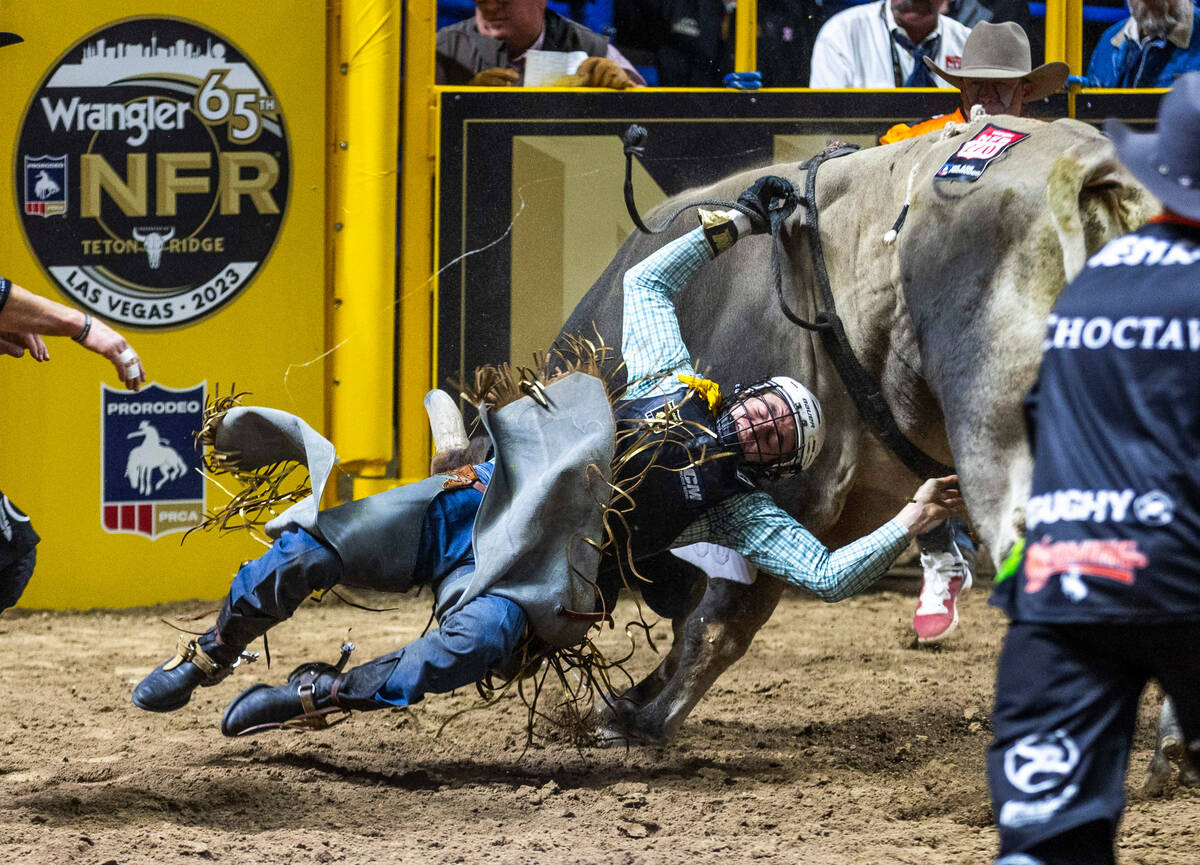 Cullen Telfer is struck by the horns after being thrown during Bull Riding during day 5 action ...