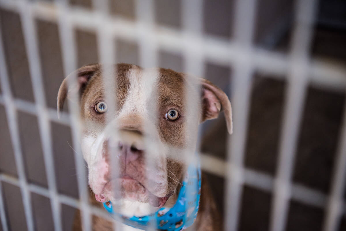 A dog available for adoption at Henderson Animal Care and Control Facility during "Clear The Sh ...