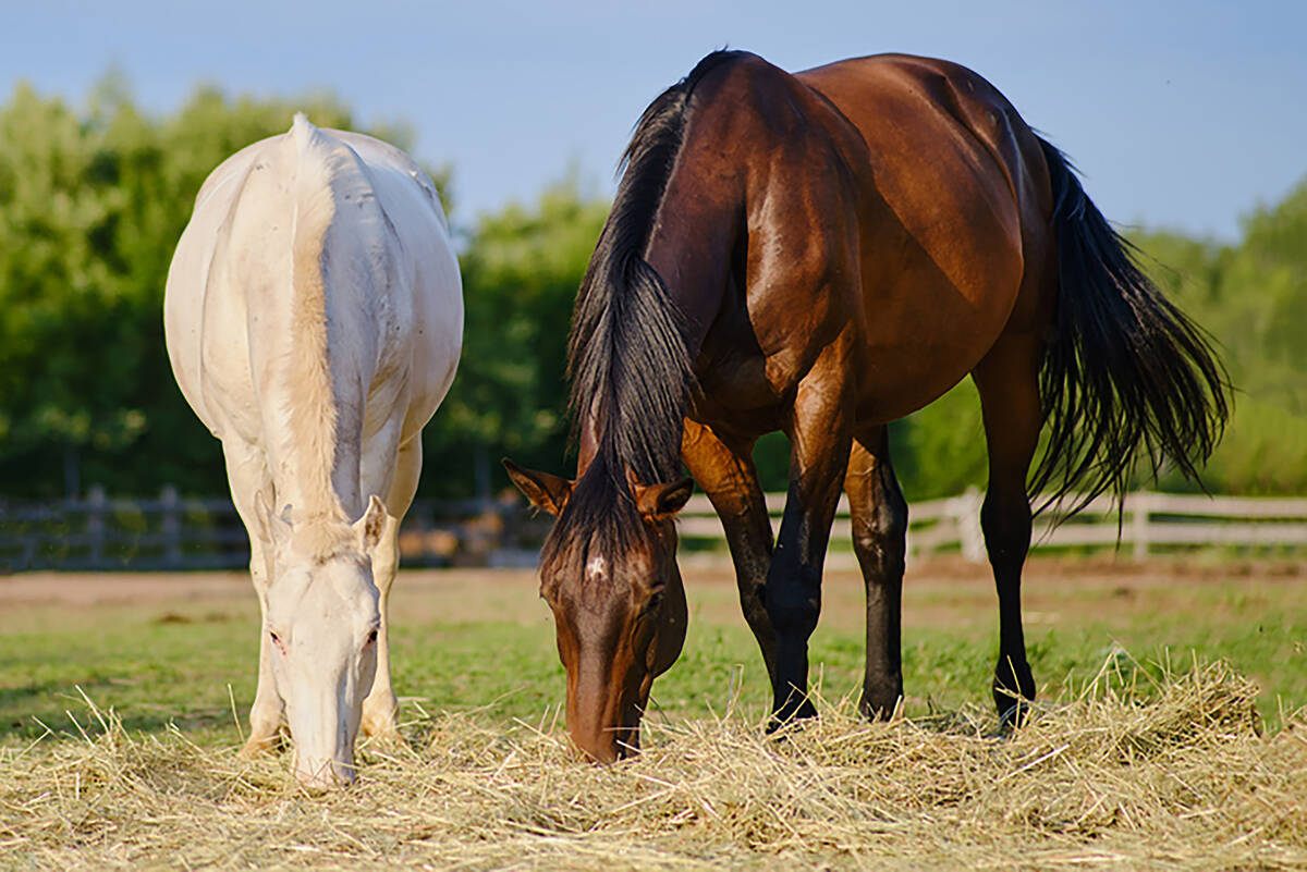 The Nevada Department of Agriculture said it has received reports of a confirmed case of Equine ...