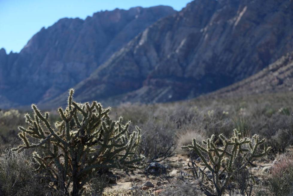 Thew view from the First Creek Canyon trail at the Red Rock Canyon National Conservation Area i ...