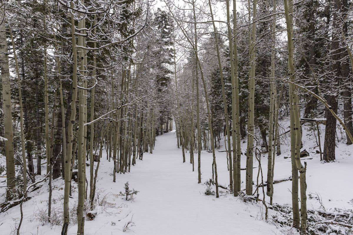 Snow continues to fall about the Bristlecone Trail above the Lee Canyon Ski Resort atop Mount C ...