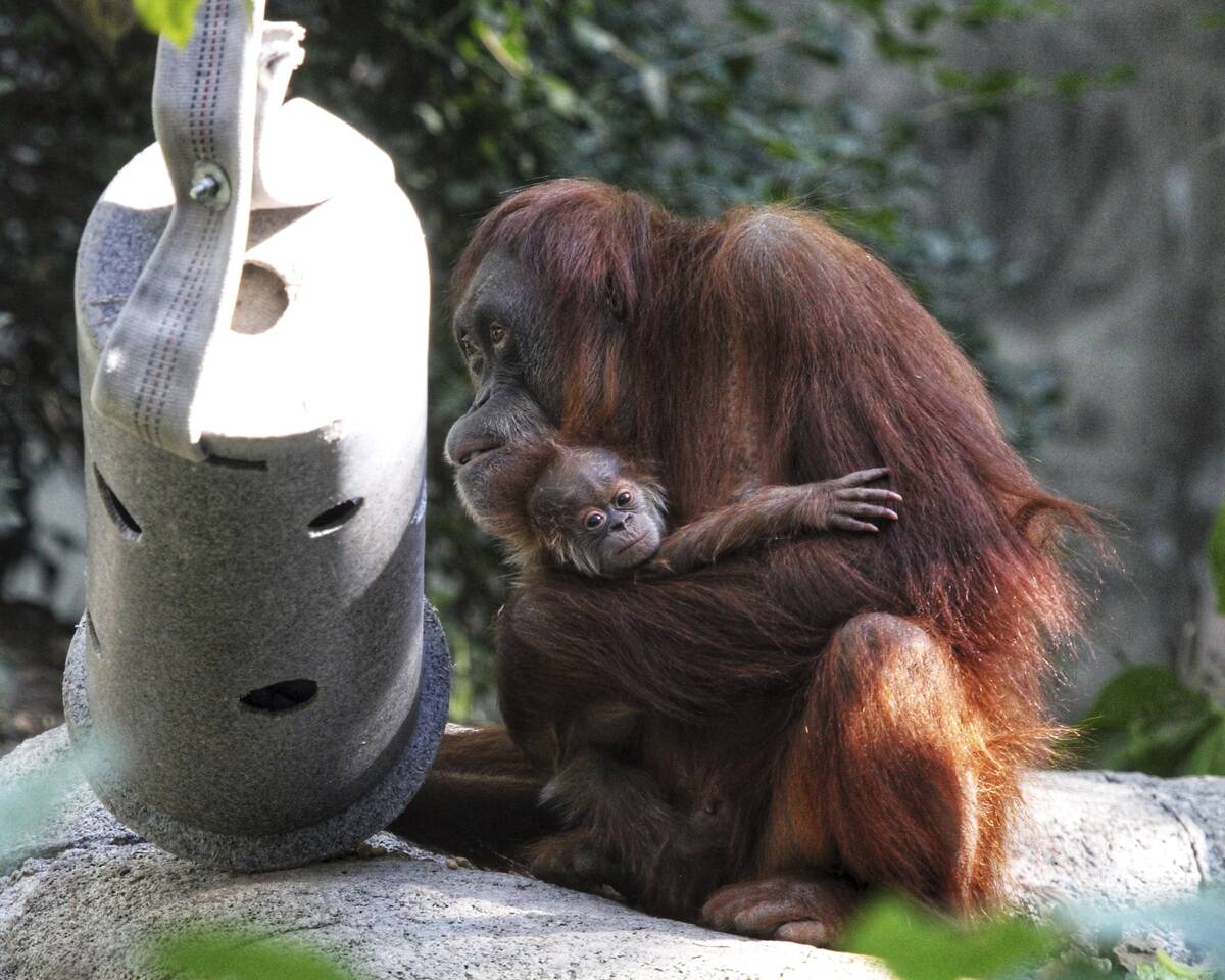 This undated photo provided by the Denver Zoo, shows Sumatran orangutan Eirina and her baby Sis ...